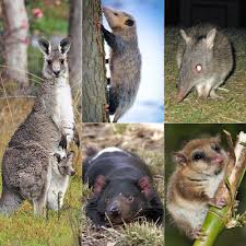 Different Marsupials