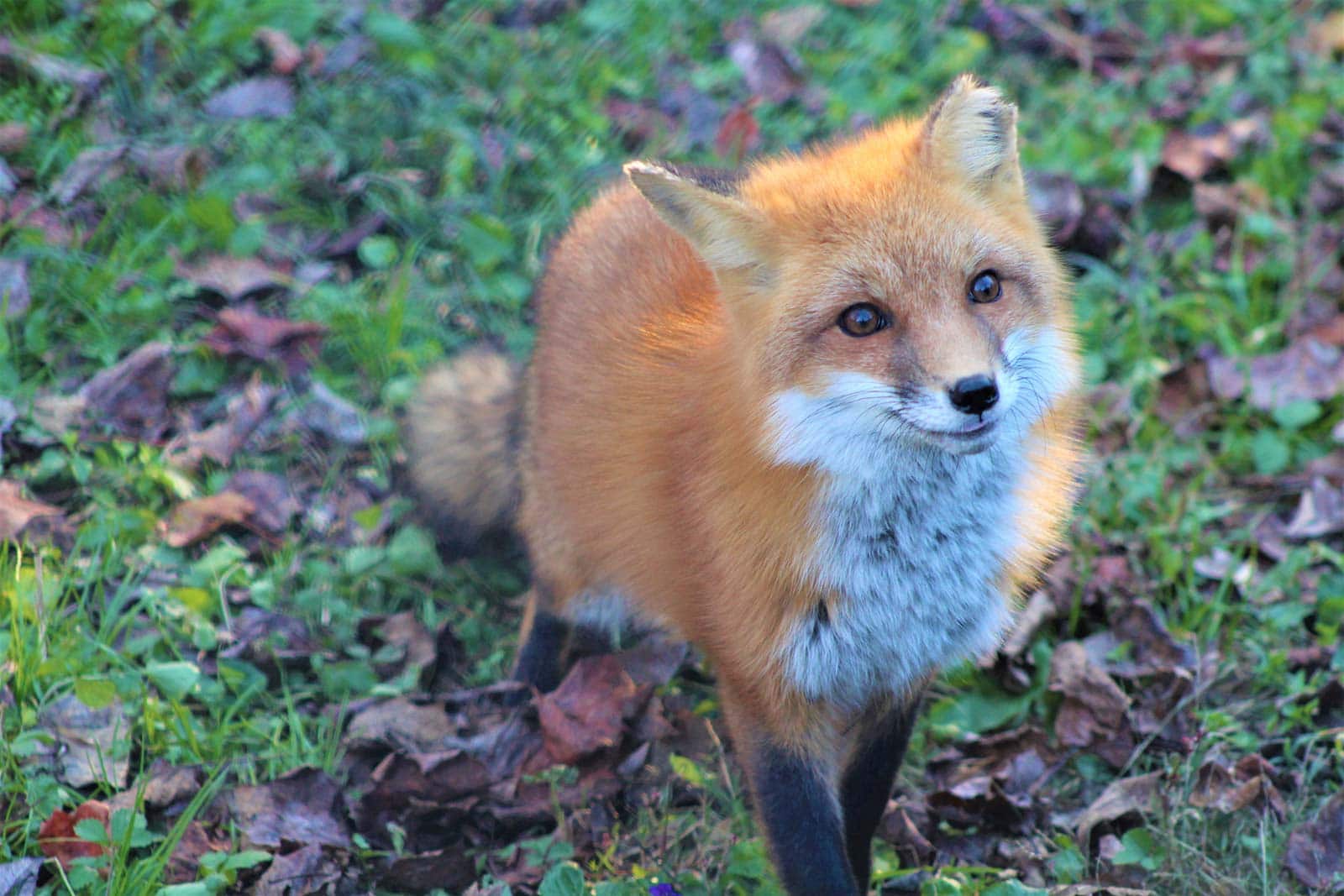 Australian Red Fox