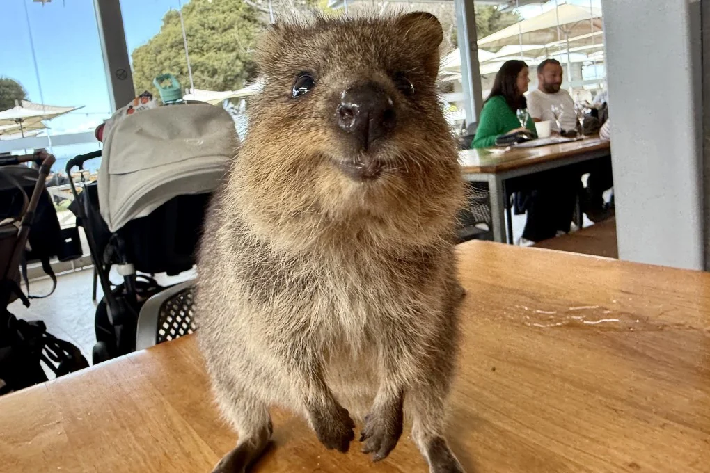 A Quokka Sitting On A table