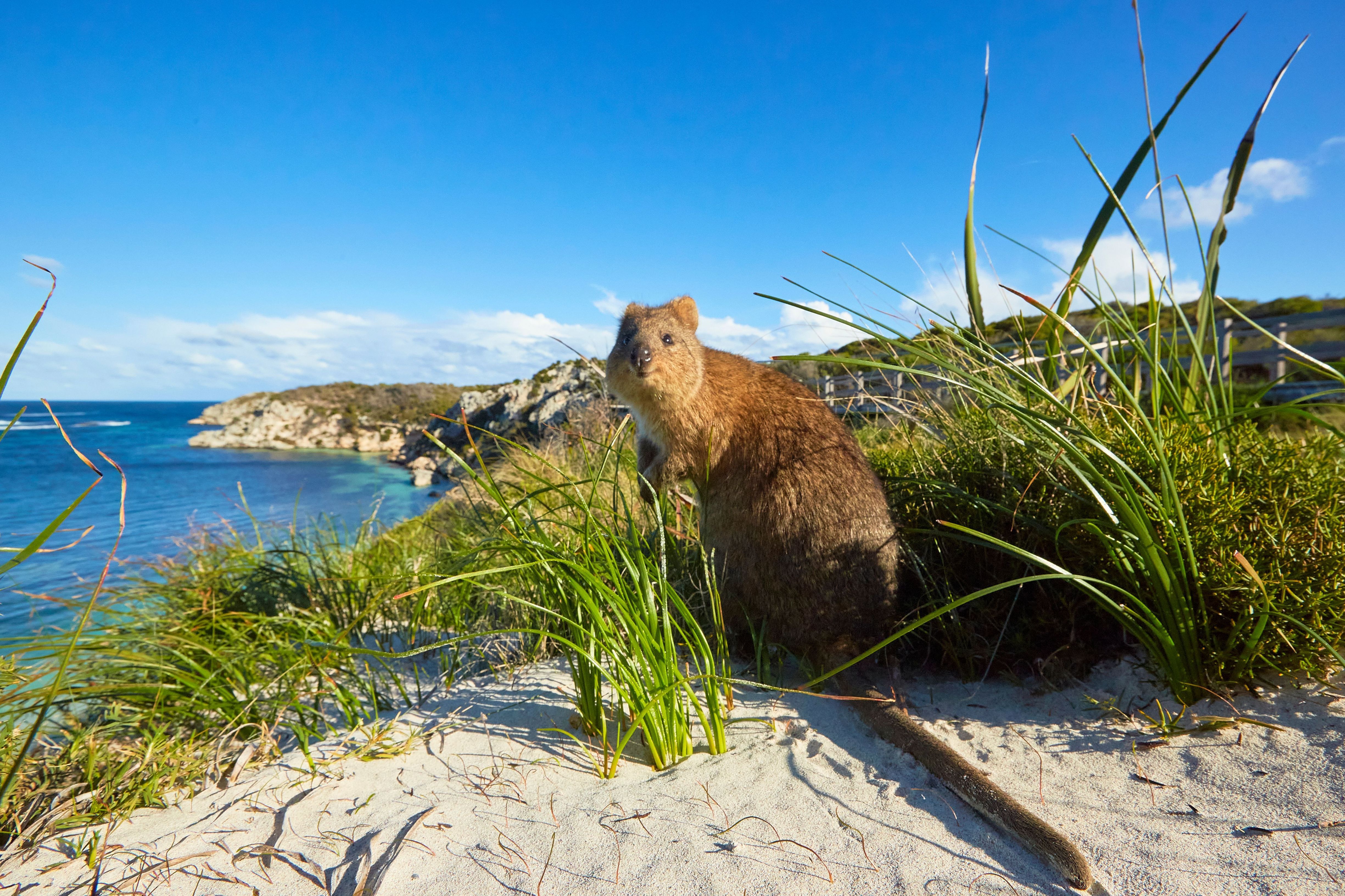 Quokka on rottnestisland