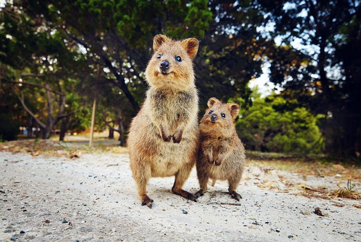 Another Scenery Of rottnest island